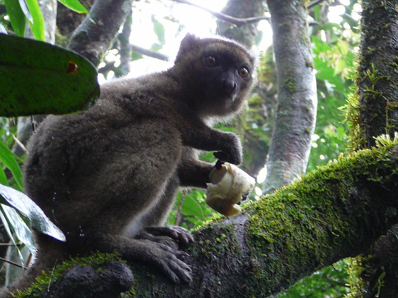 722 Young bamboo lemur